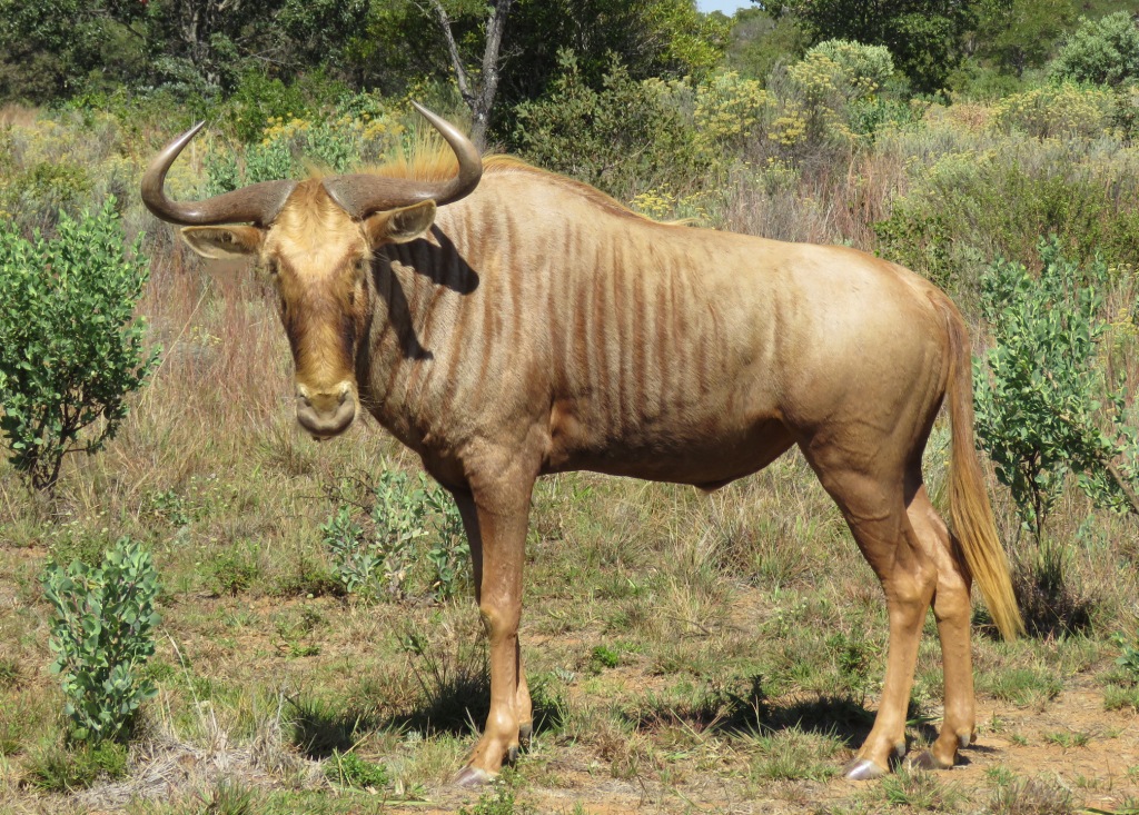 GG Hunting Bulls