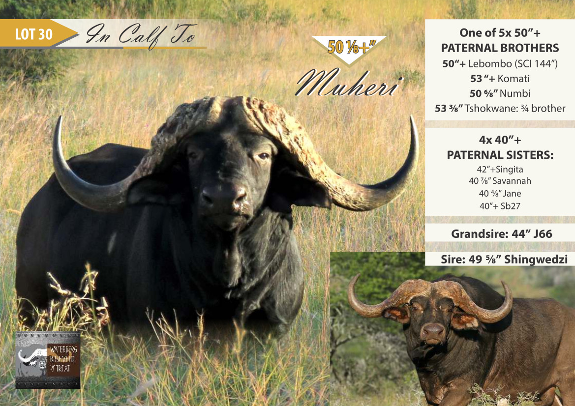 Waterberg Busveld Retreat PDF R7733