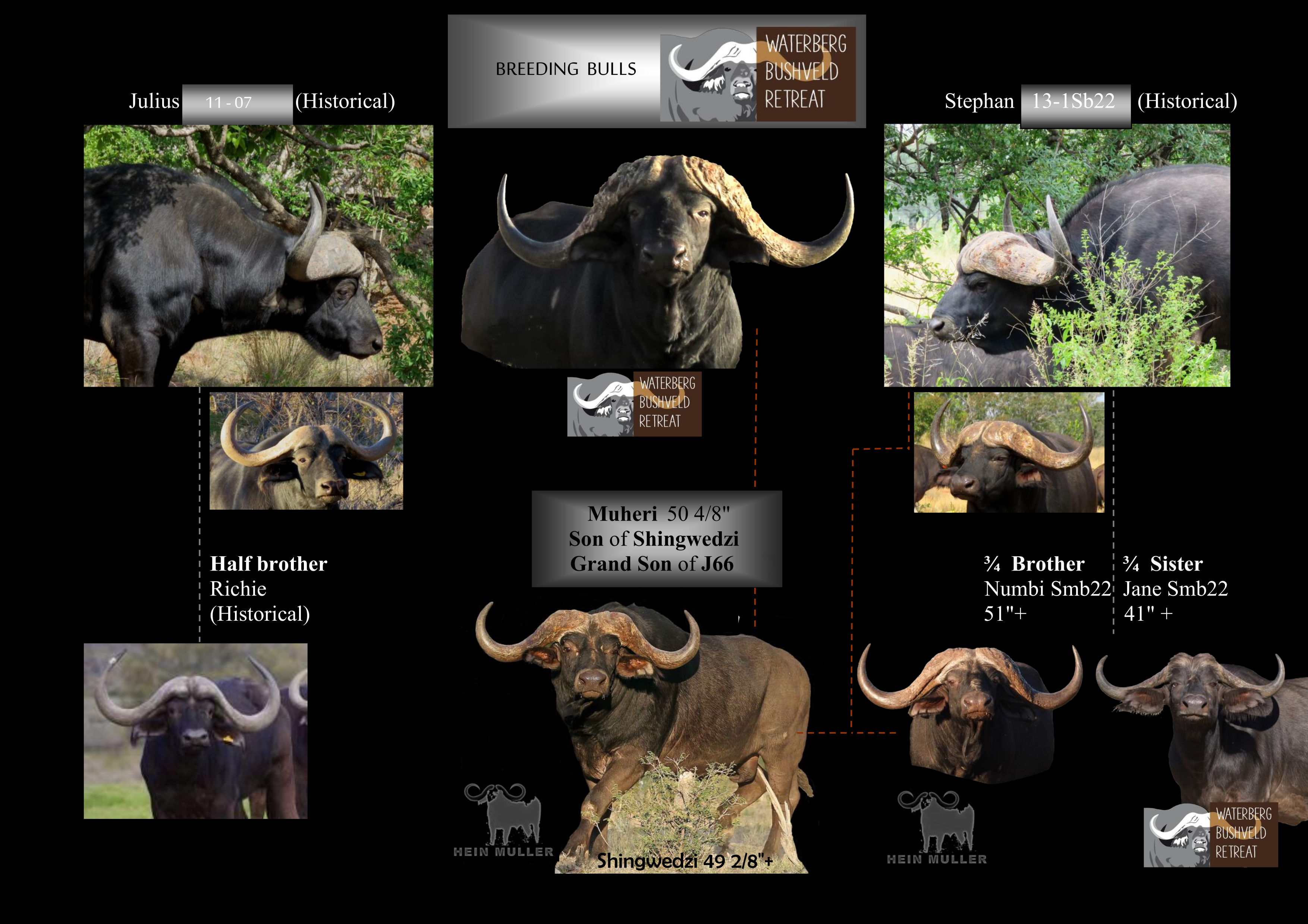 Web Breeding BullsA 7.23